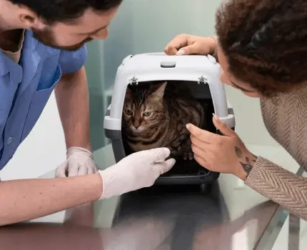 Pets Care